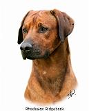 Rhodesian Ridgeback 9Y338D-039